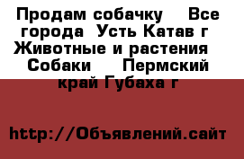 Продам собачку  - Все города, Усть-Катав г. Животные и растения » Собаки   . Пермский край,Губаха г.